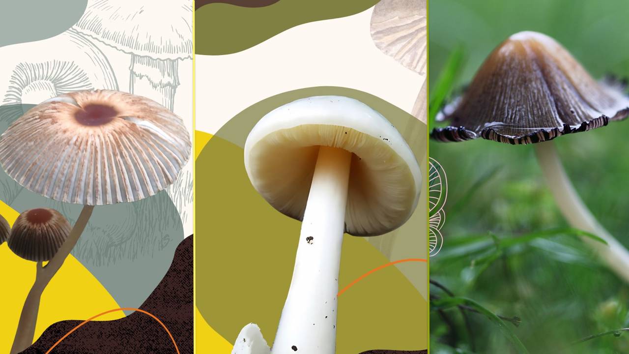 Explora el Reino Fungi en el Festival Spora del Bosque de Chapultepec