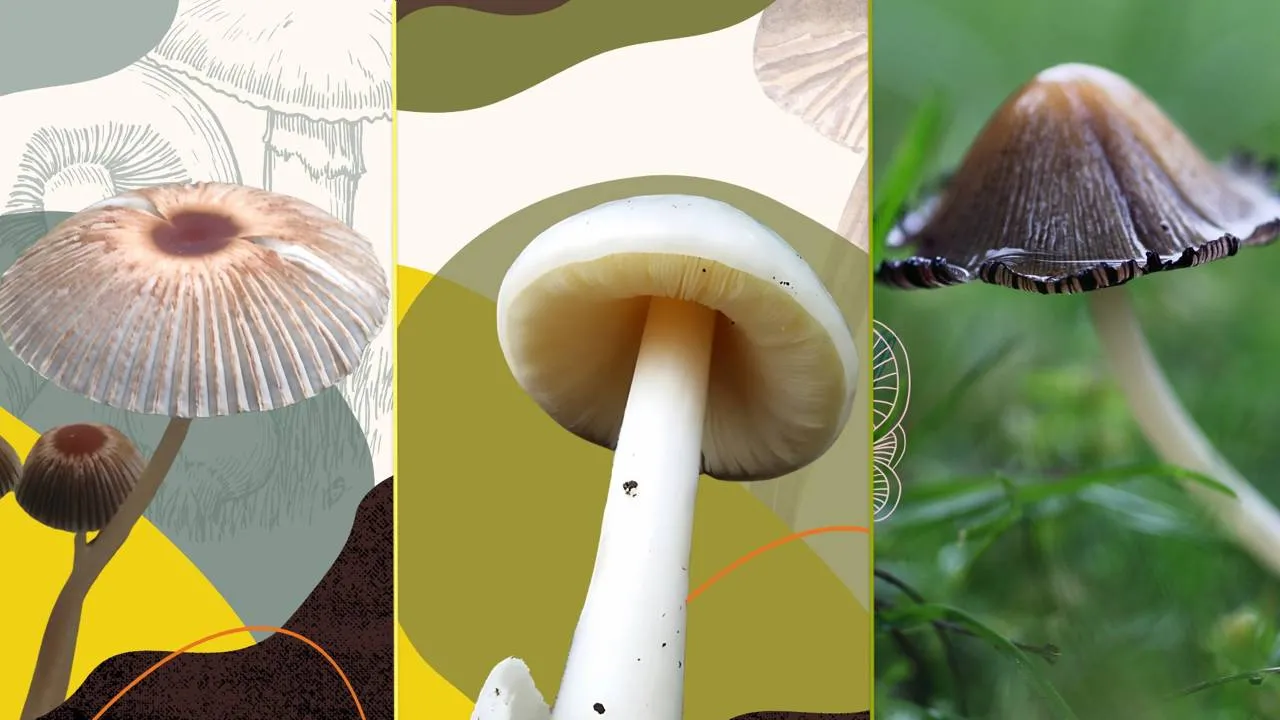 Explora el Reino Fungi en el Festival Spora del Bosque de Chapultepec