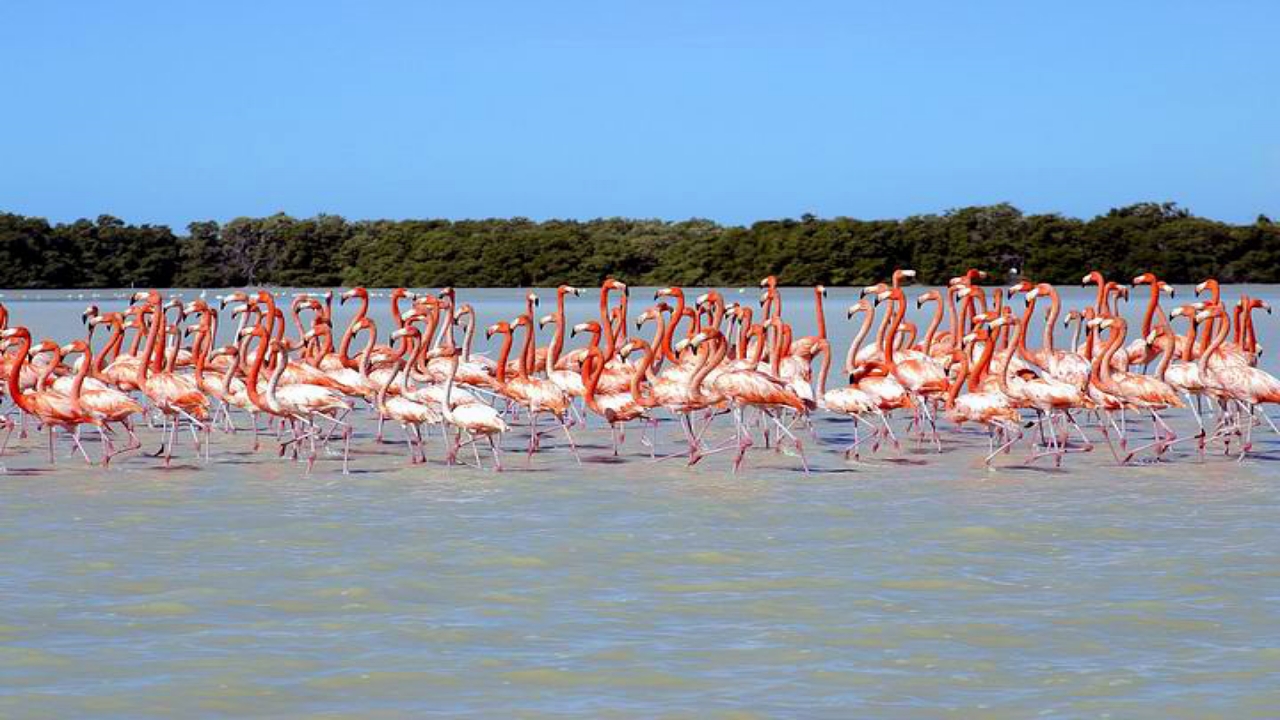 Ría de Celestún