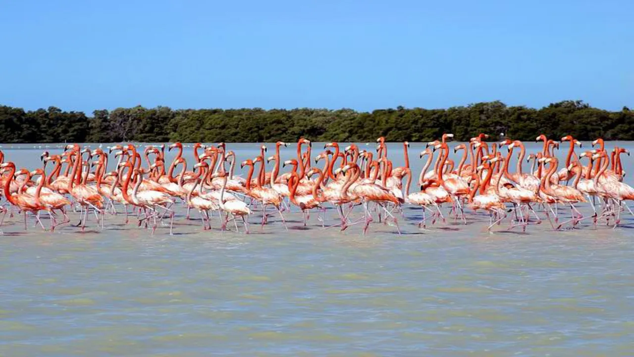 Ría de Celestún