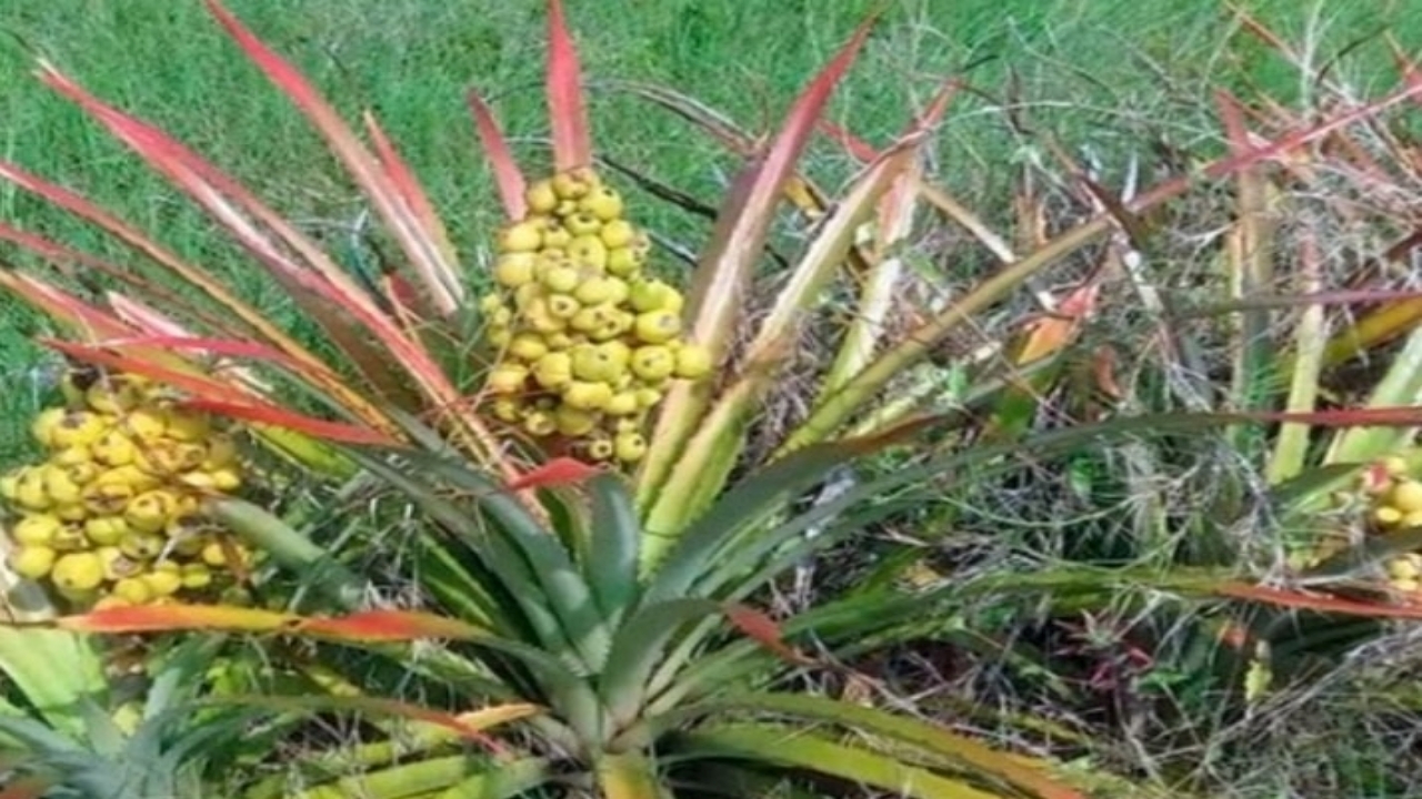 huapilla