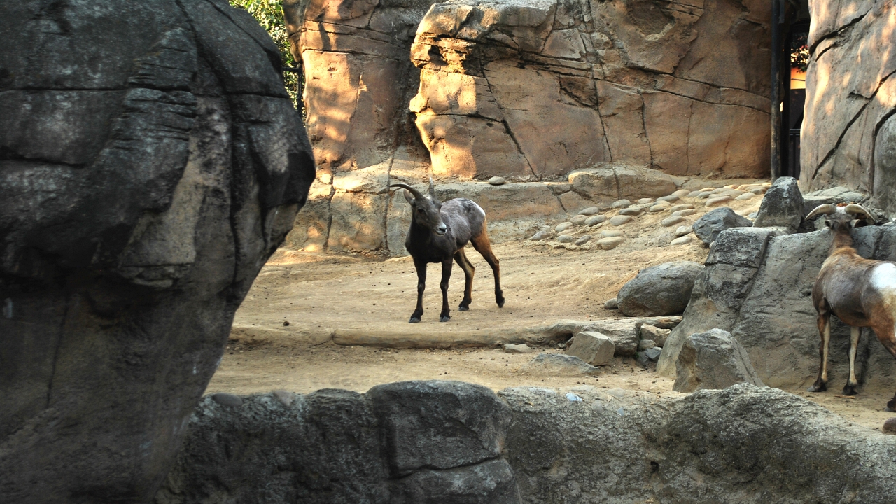 nacimiento del Zoológico de Chapultepec
