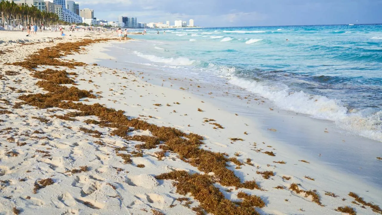 Dónde y cuándo hay más sargazo en las playas mexicanas
