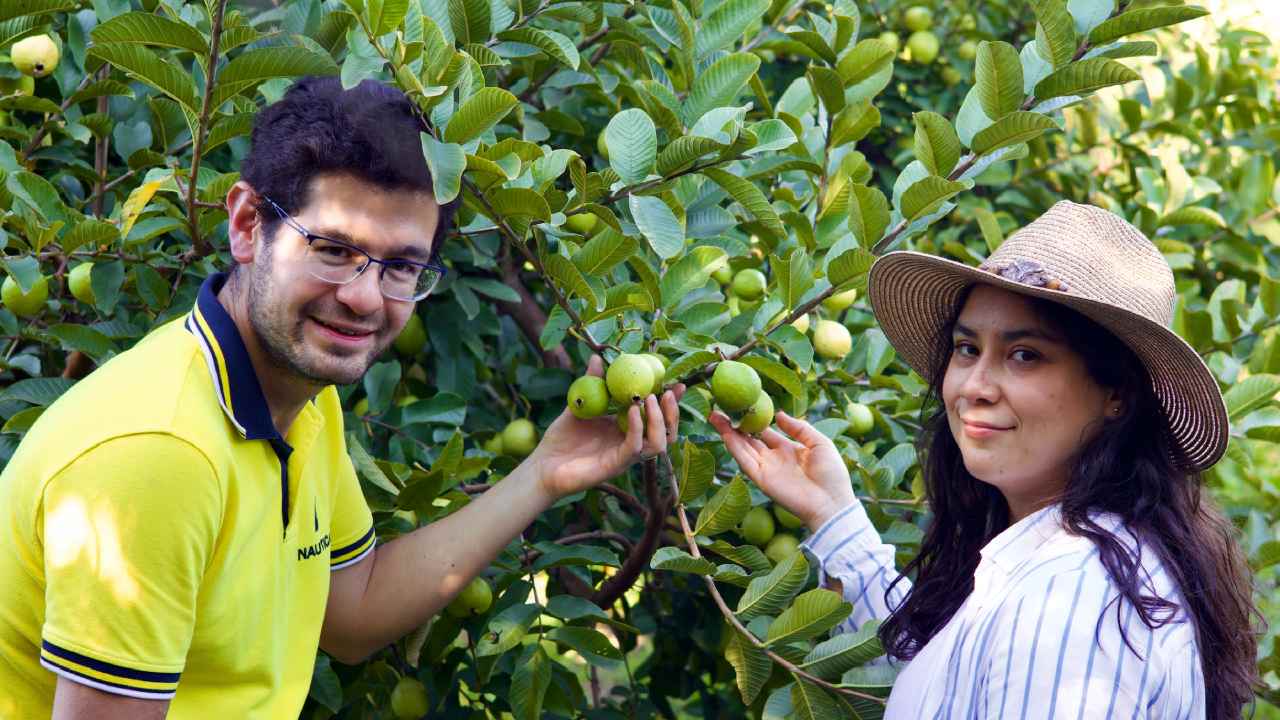 Conoce la historia de Alejandro Rico y su esposa Airam Perea, quienes encontraron su pasión en las guayabas.