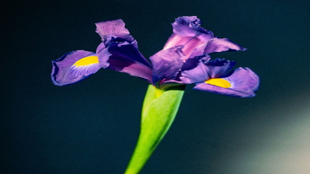 Flores de Iris
