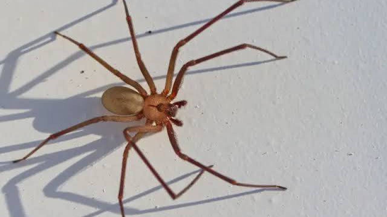 Entre los meses de marzo y noviembre, en gran parte del territorio mexicano comienza la temporada de la araña violinista (Loxosceles reclusa).