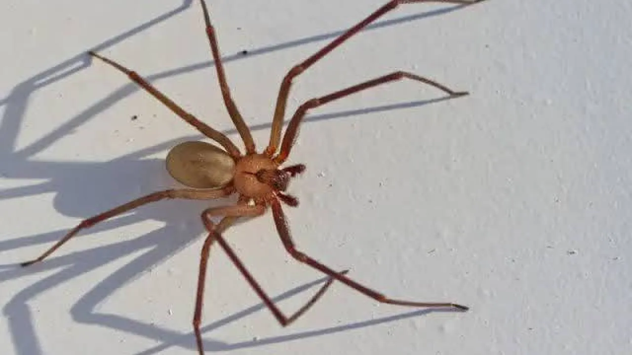 Entre los meses de marzo y noviembre, en gran parte del territorio mexicano comienza la temporada de la araña violinista (Loxosceles reclusa).
