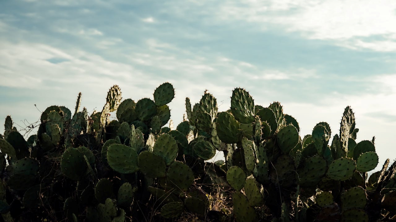 Disfruta de los productos elaborados con nopal que podrás encontrar justo en el Circuito del Nopal. | Foto: Pexels.