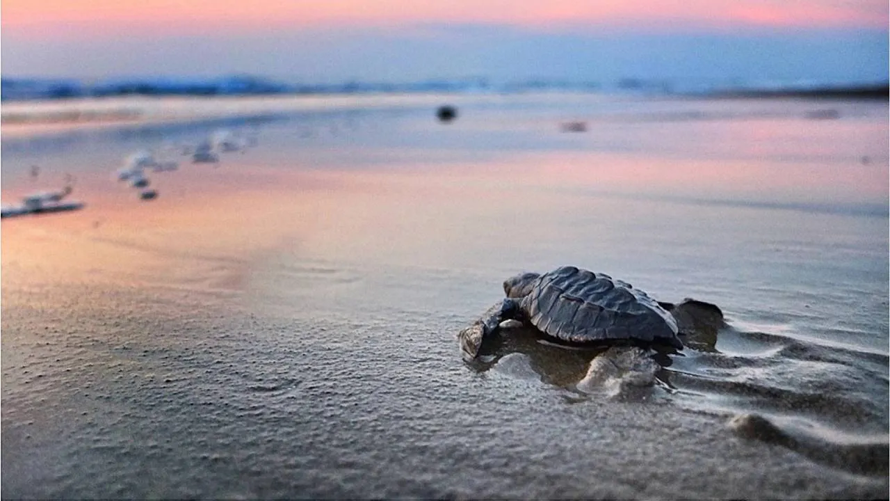 Estos son los lugares que debes tocar para liberar tortugas en Nayarit 