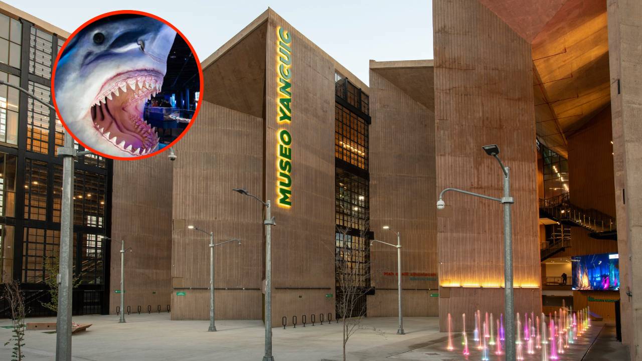 Explora el fascinante mundo de los tiburones en el Museo Yancuic