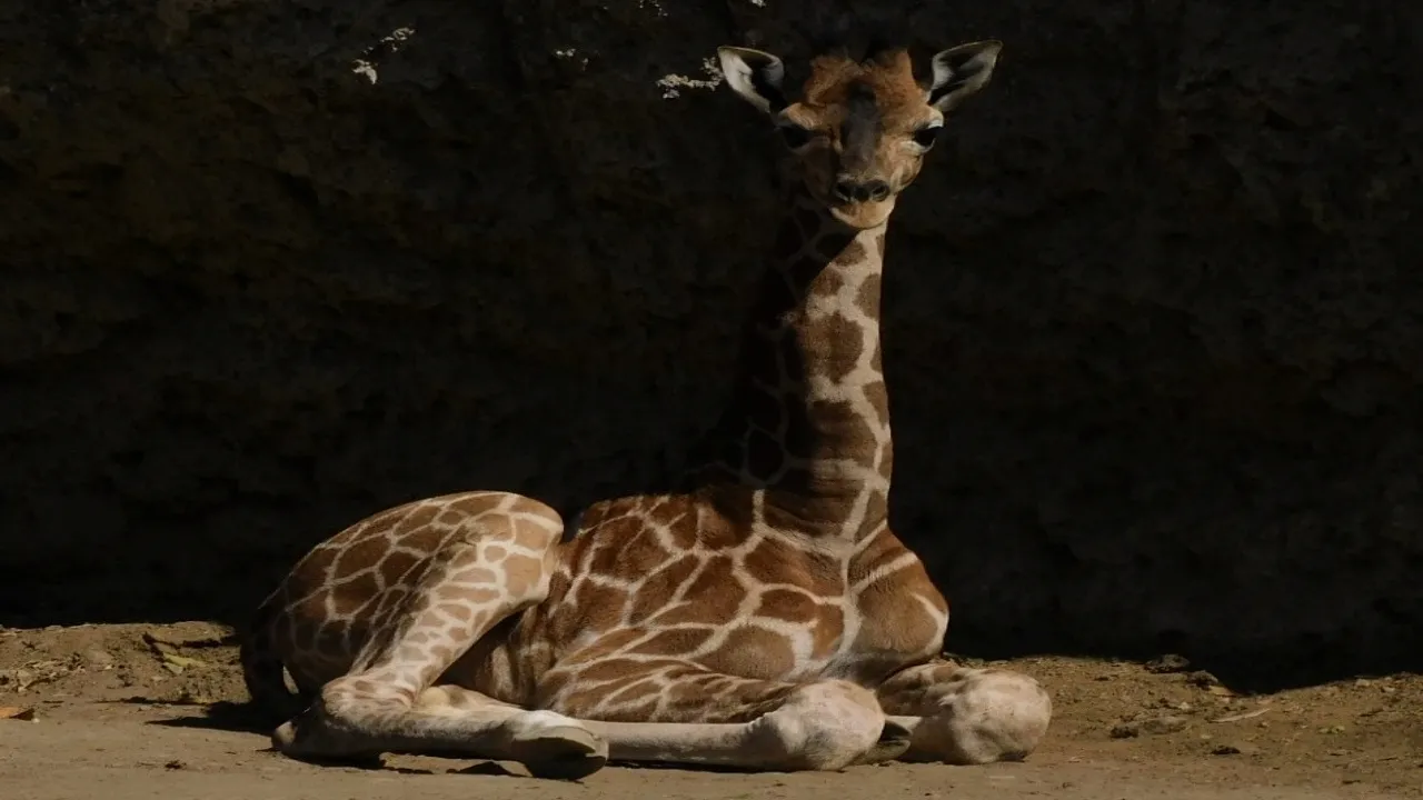 jirafa Zológico de Chapultepec