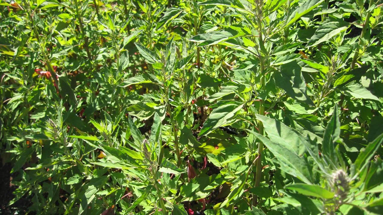 Imagen del artículo El huauzontle: la planta mexicana que previene la diabetes