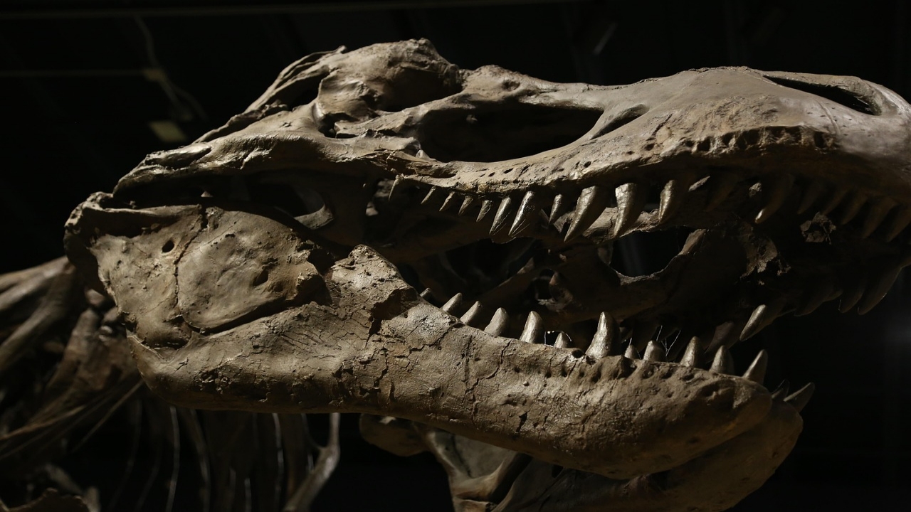 Jurassic Park Museo de Historia Natural