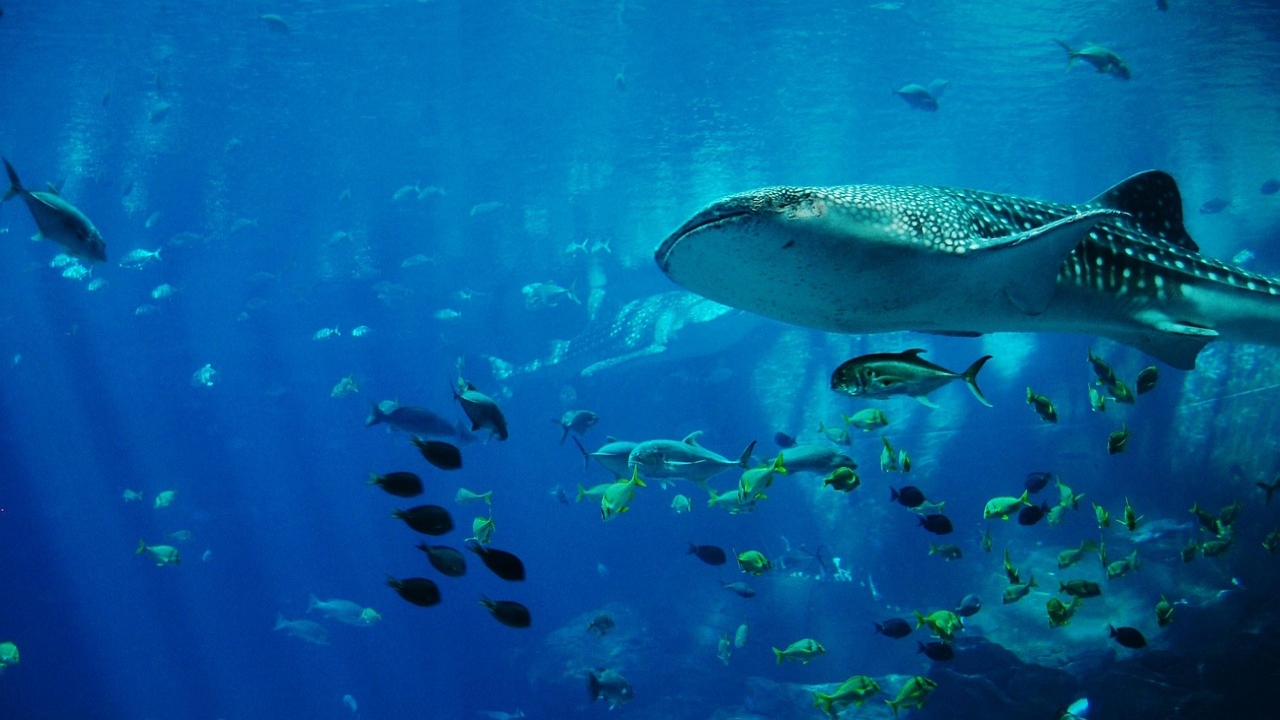 nadar tiburones ballena