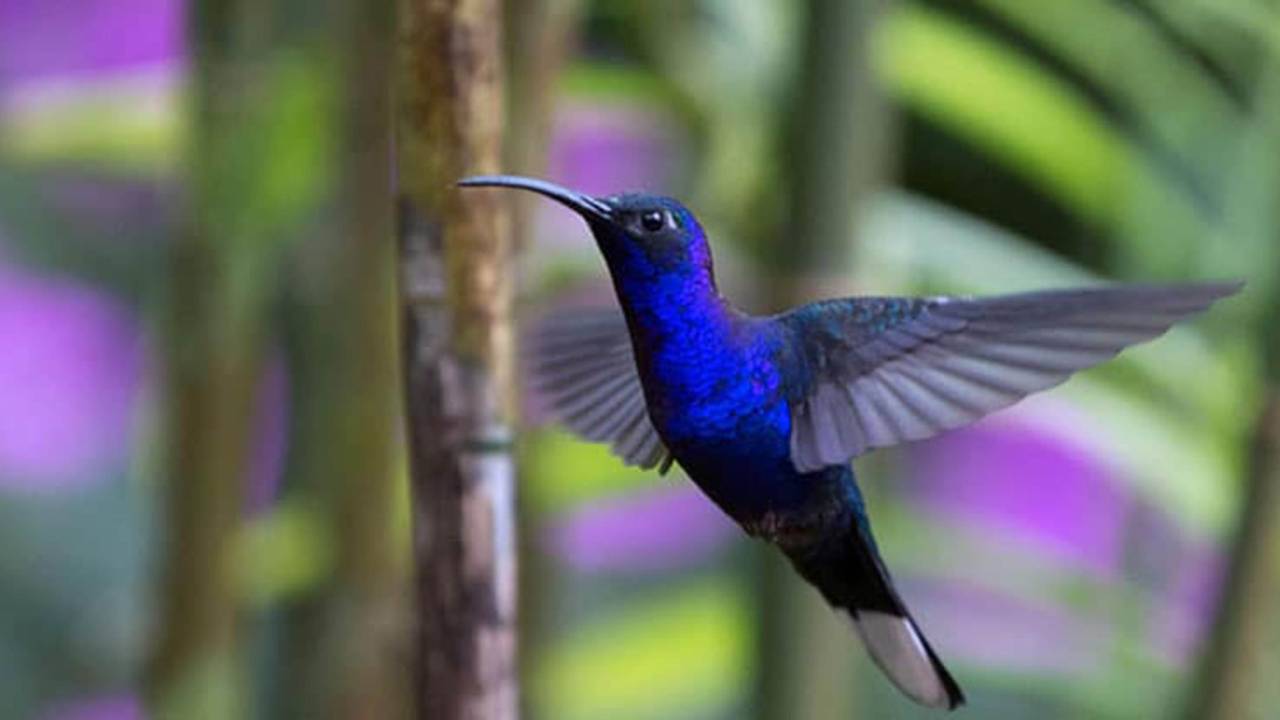 Adopta un colibrí: guía para proteger esta especie en CDMX
