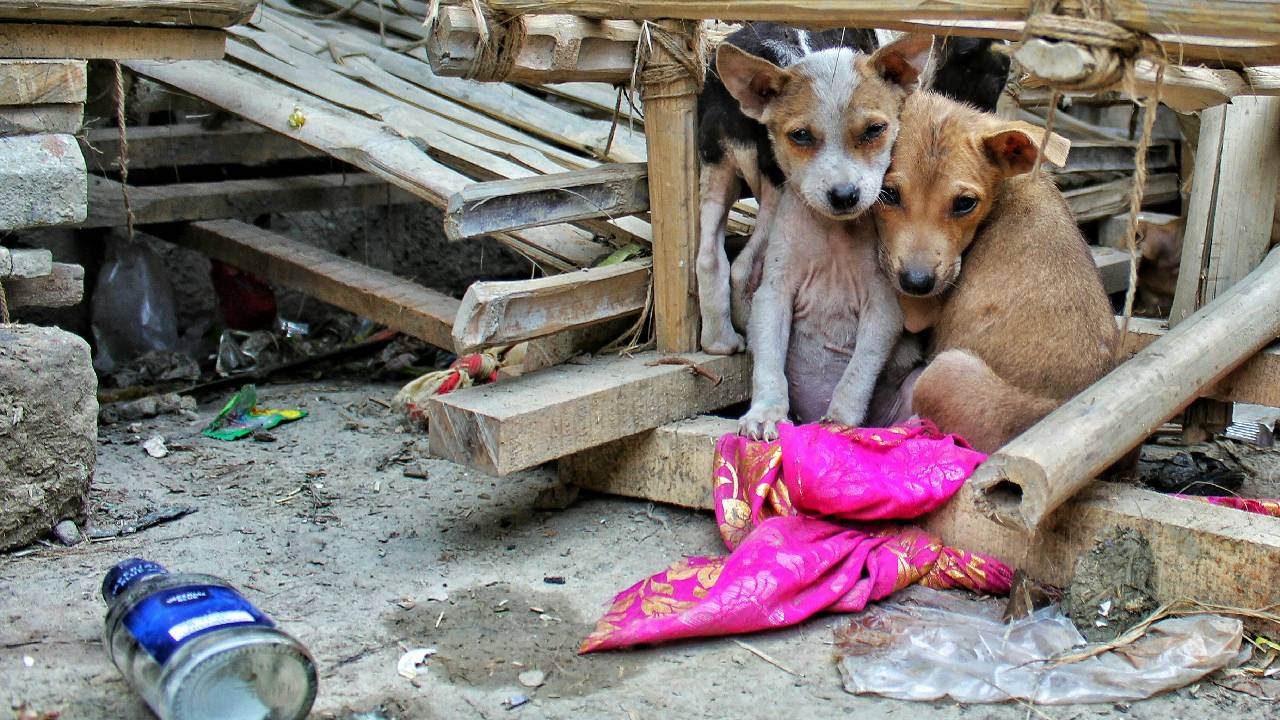 Desde su creación en 2017 y enmarcada en la Ley de Protección Animal -que reconoce a los animales como seres sintientes- AGATAN promueve una convivencia más ética entre personas y animales.