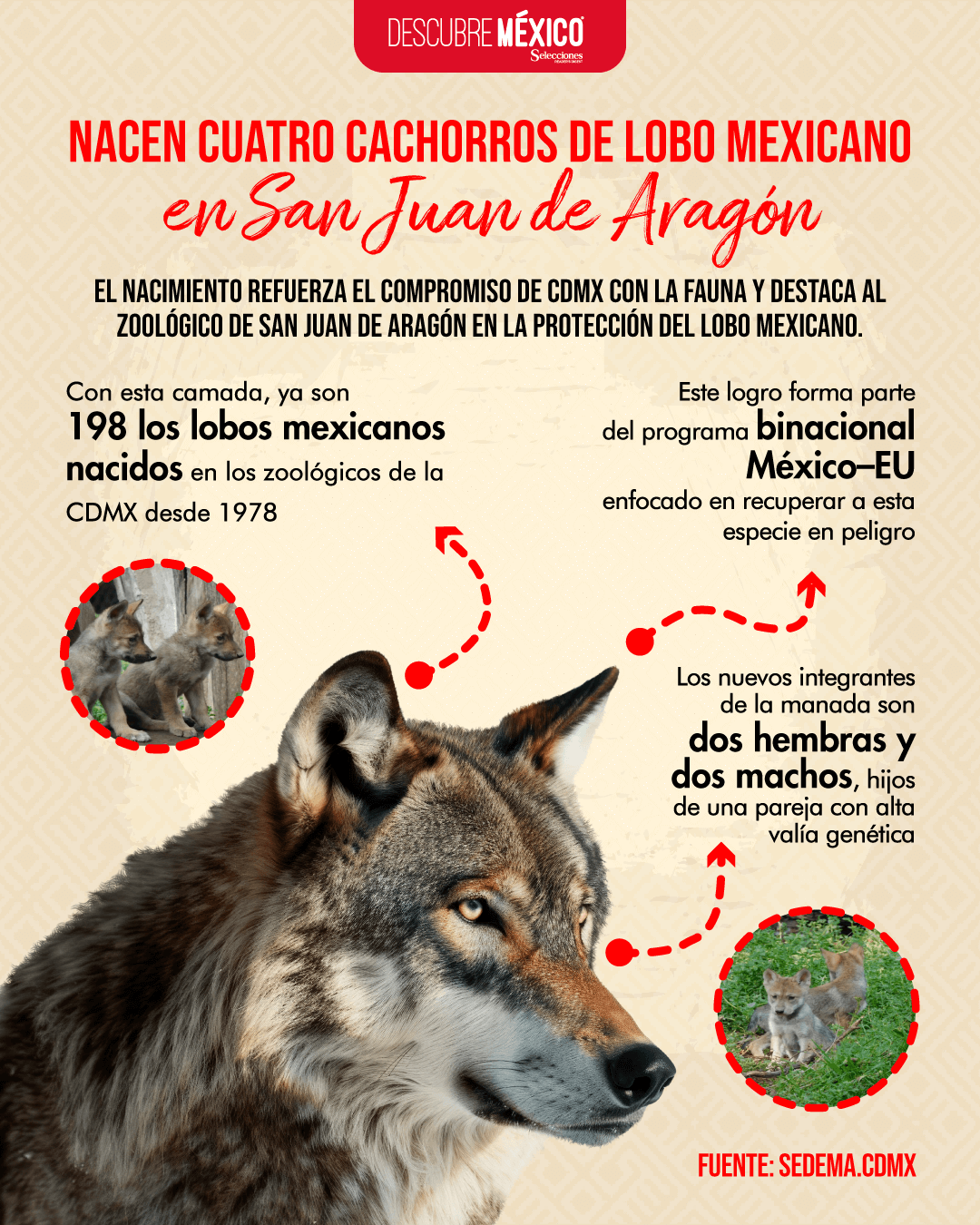 Cachorros de Lobo Mexicano
