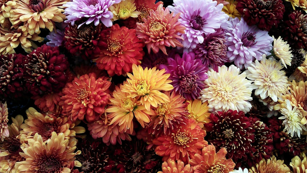 Feria de las Flores
