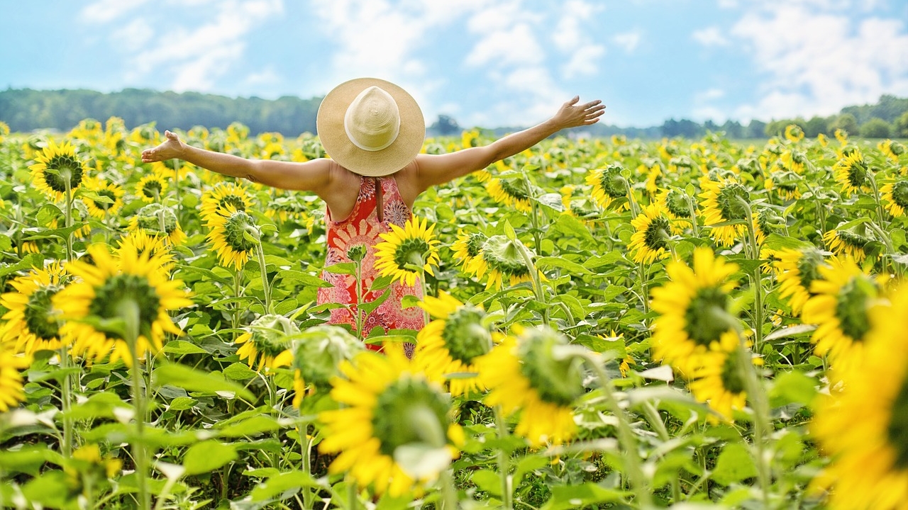 Festival Entre Girasoles