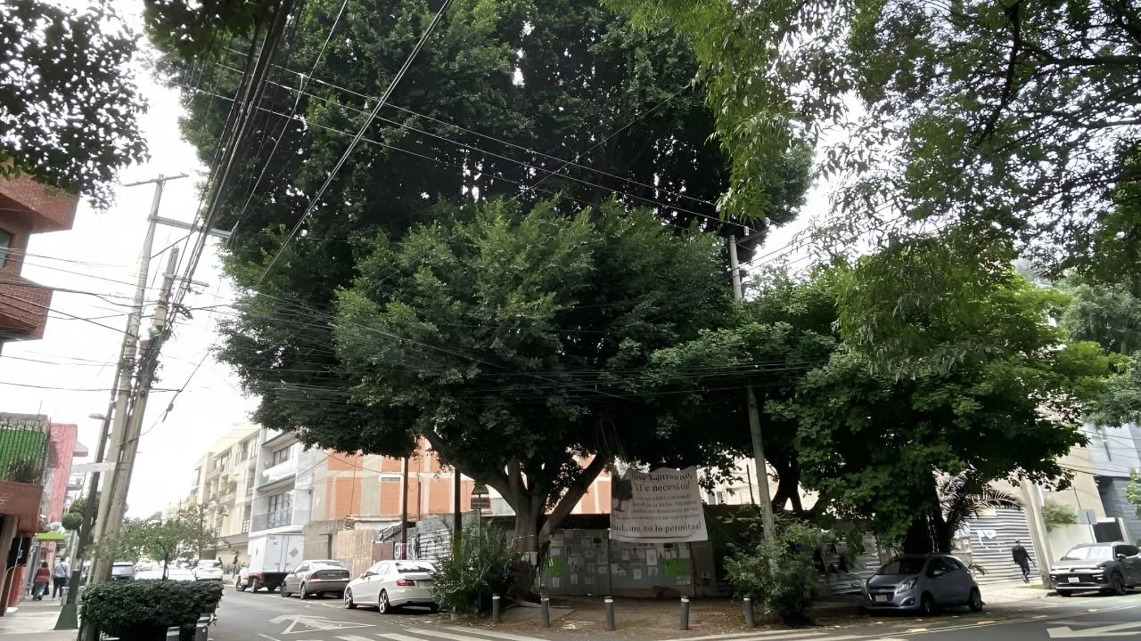 Laureano: el árbol centenario que unió a la CDMX