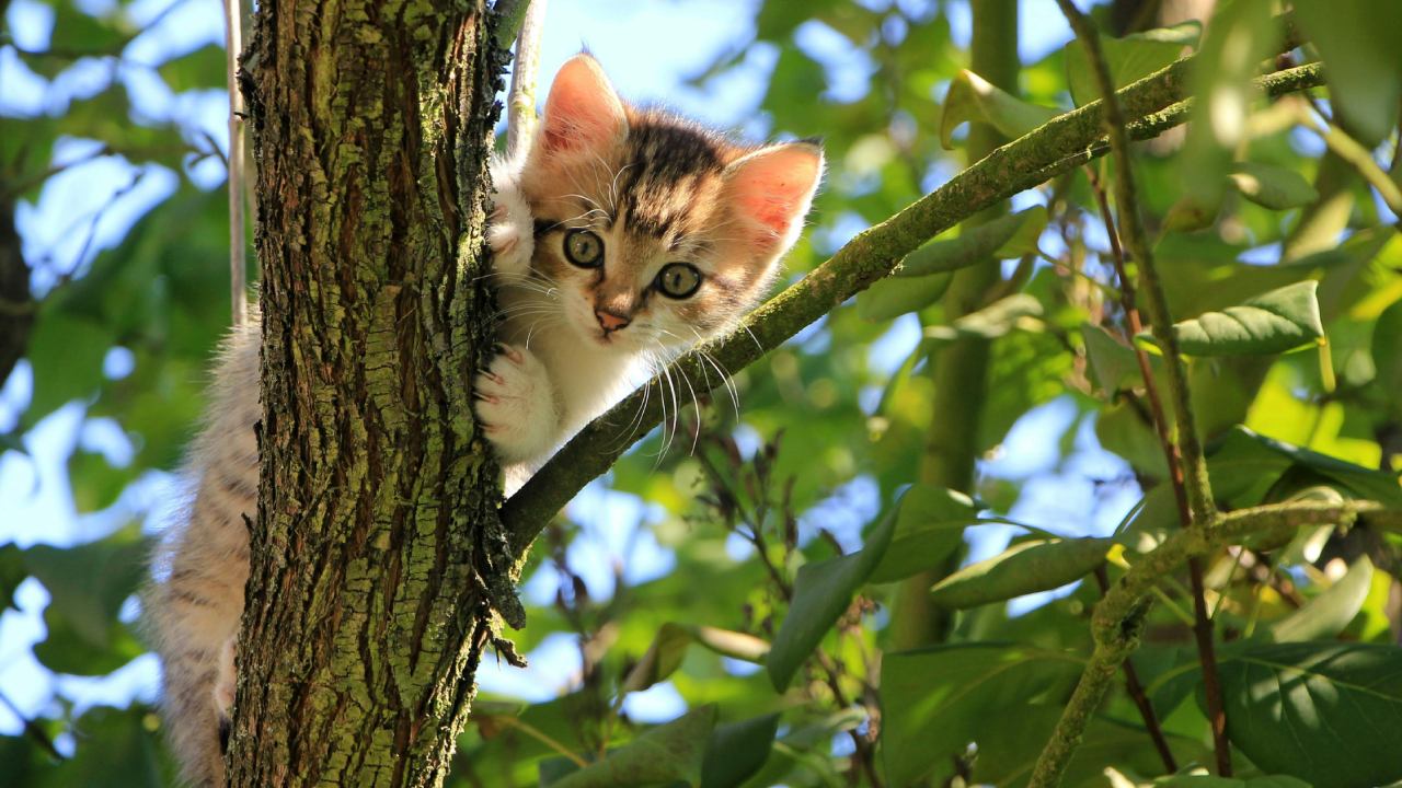 Cat Fest 2025: el festival que hará ronronear tu corazón en CDMX Foto: Pexels