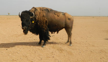 Reserva de la Biósfera de Janos