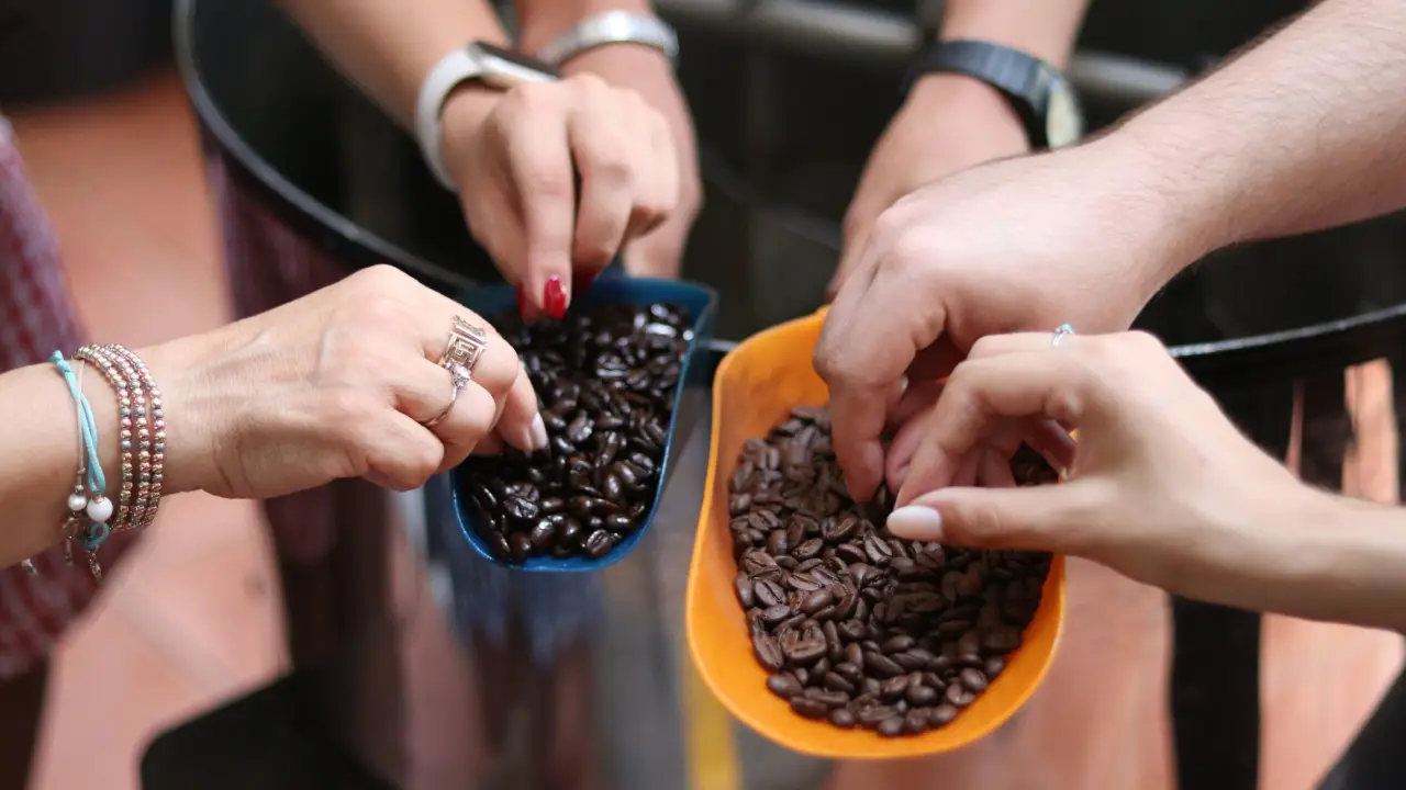 Tour Sierra del Café: ¿cuándo y cómo vivir esta experiencia en Veracruz?