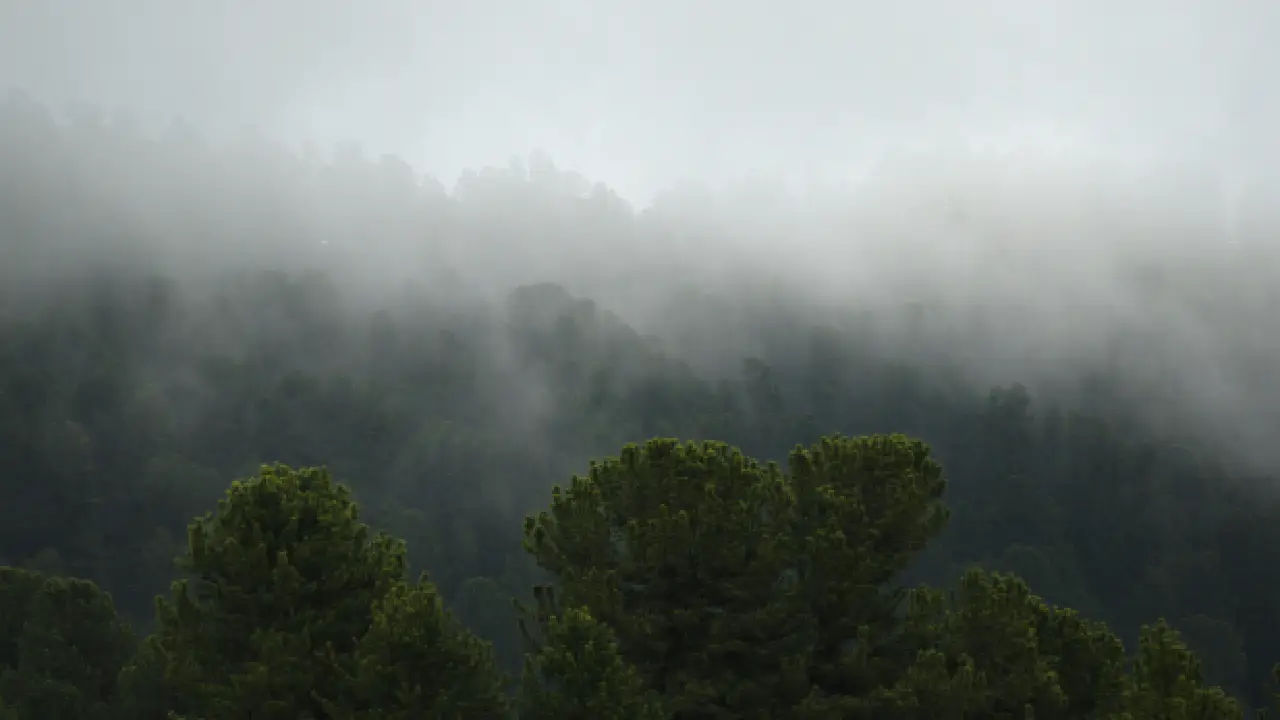 Guía para descubrir los bosques de niebla en México