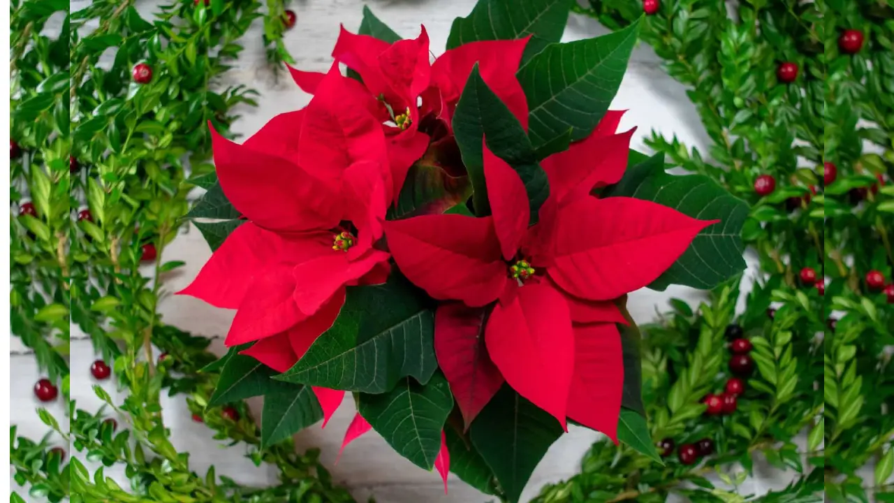 Flor de Noche Buena: historia, tradición y dónde comprarla en CDMX