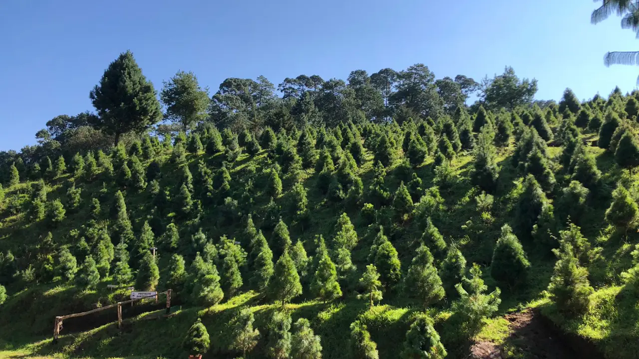 Lugares para cortar árboles de Navidad cerca de CDMX: opciones únicas