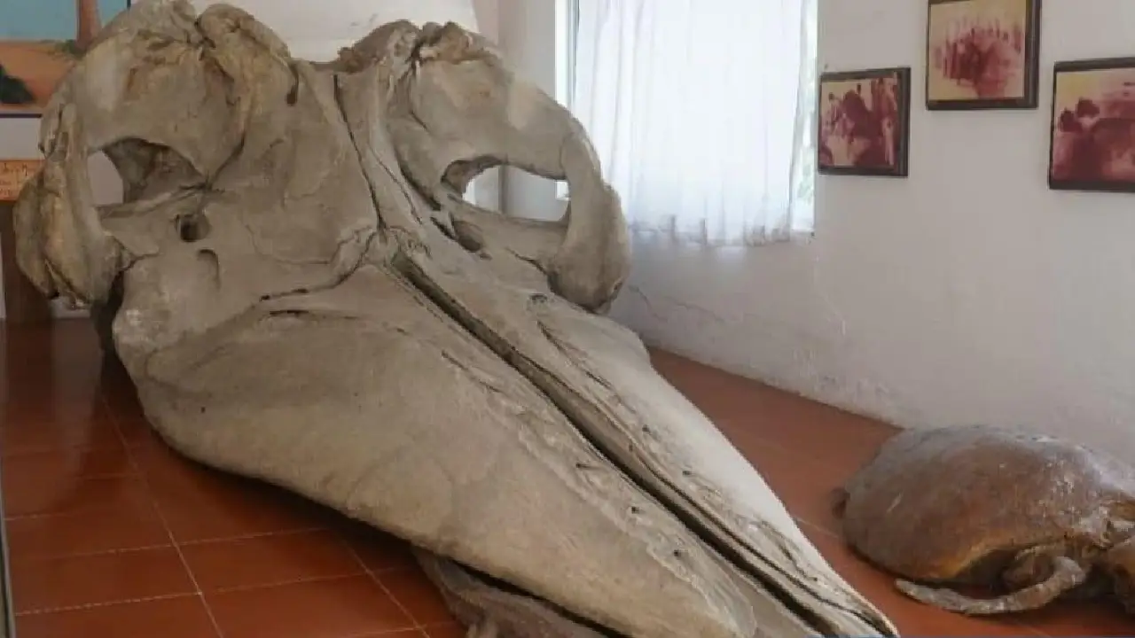 Monstruo de Tecolutla