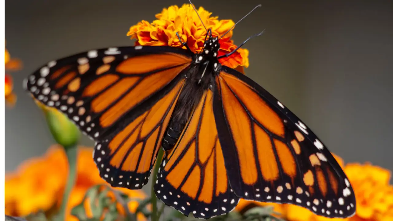 Santuarios de la mariposa monarca: tarifas y temporada en Michoacán