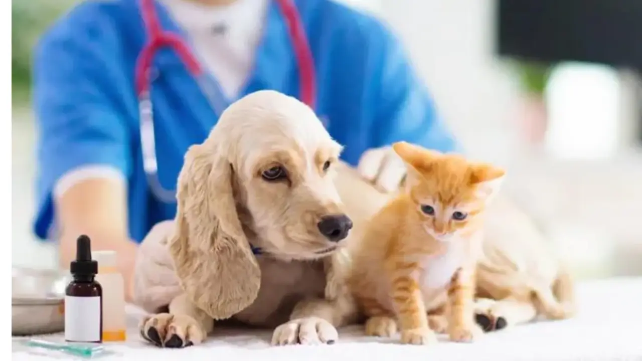 Vacunación y desparasitación de mascotas gratuita en CDMX