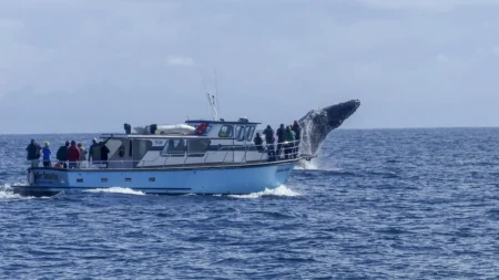 Temporada de ballenas Guerrero