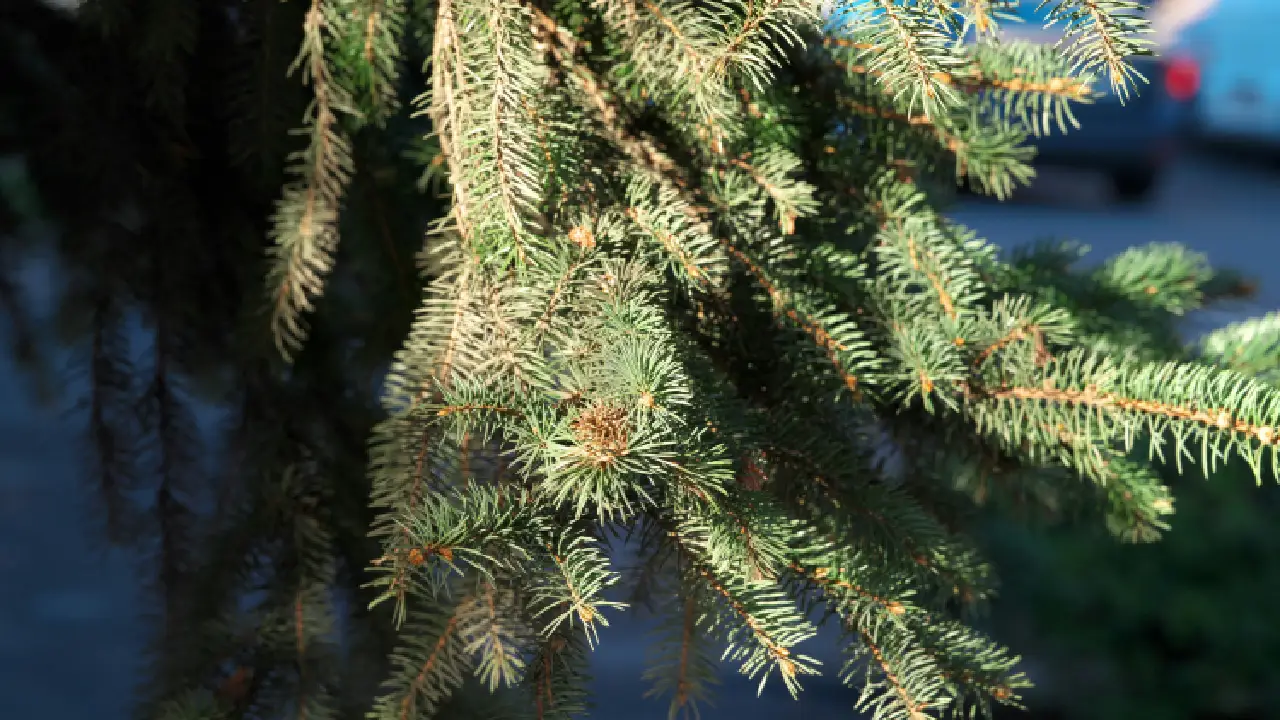 Reciclar tu árbol es una manera sencilla de cuidar el medio ambiente y comenzar el año con mayor conciencia.
