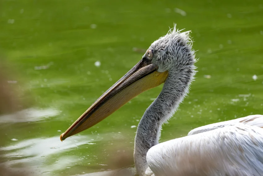 pelícanos al Bosque de Aragón