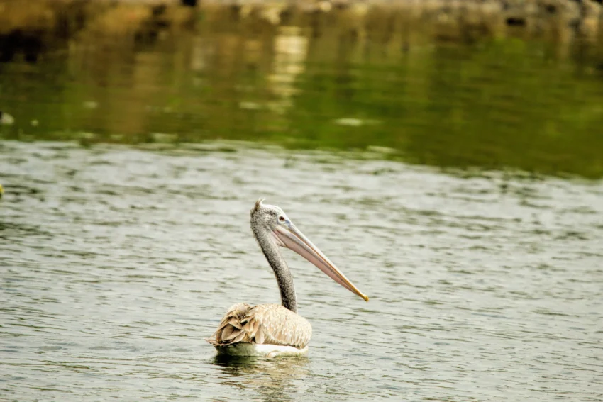 pelícanos al Bosque de Aragón