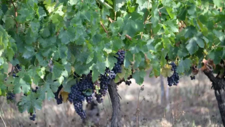 crea tu vino