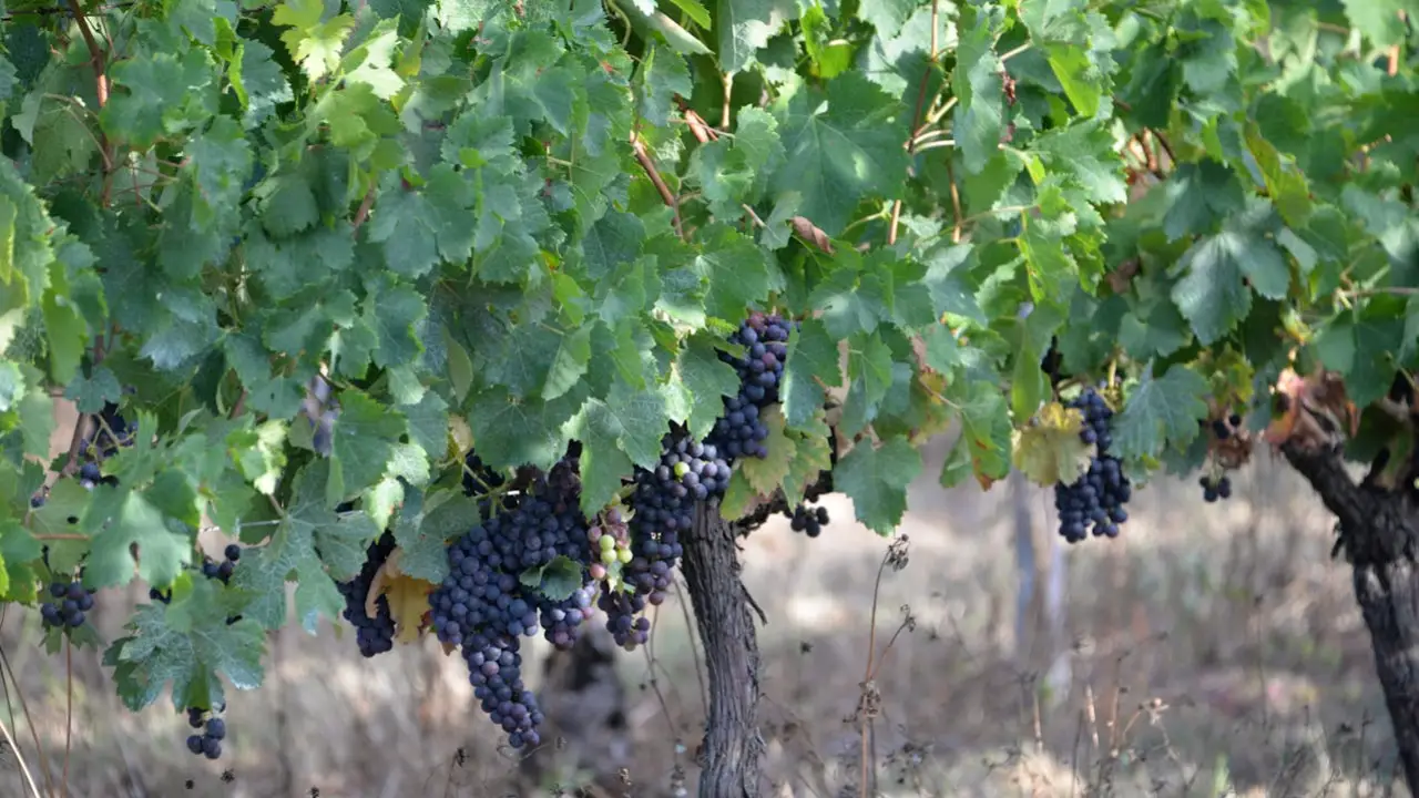 crea tu vino