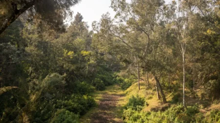 Parque escondido en Lomas de Chapultepec: descubre Barranca de Barrilaco