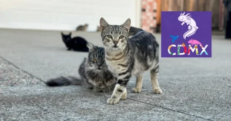 Este festival reunirá a decenas de organizaciones, rescatistas y familias en un espacio dedicado al bienestar felino y la convivencia.