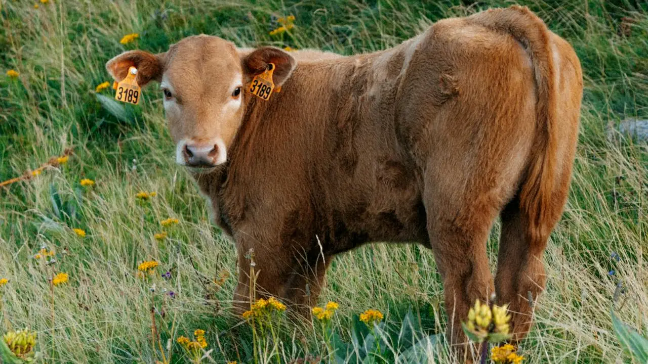 Entre vacas y flores
