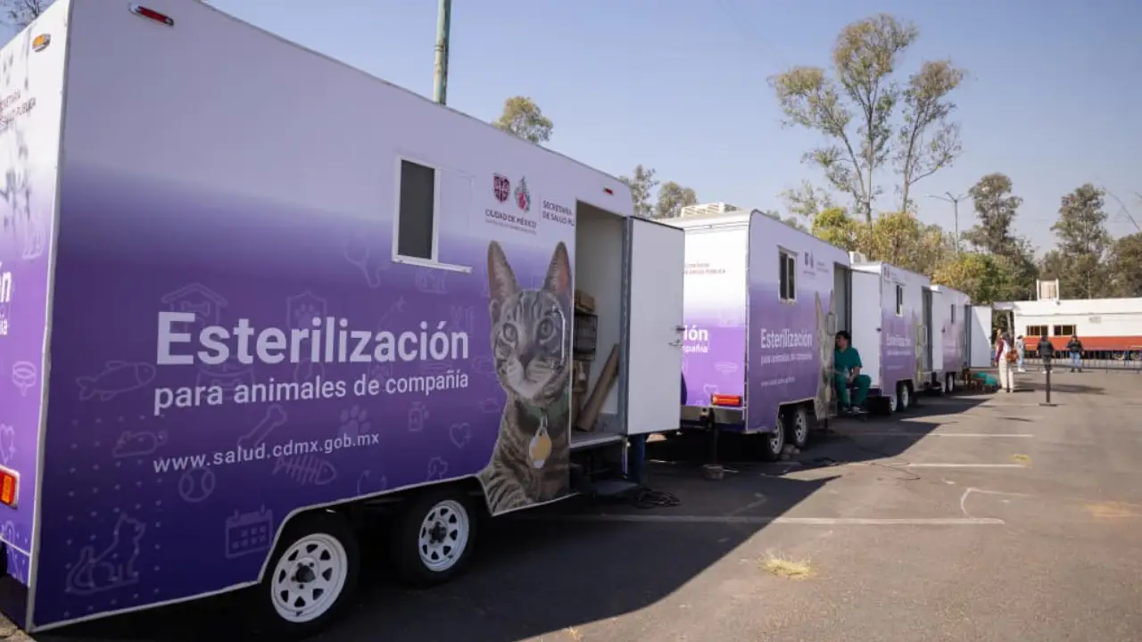 Esterilización gratuita en CDMX: campaña para perros y gatos