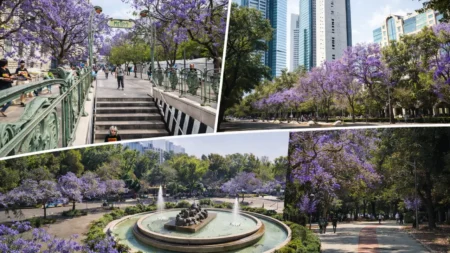 Jacarandas en la CDMX: rincones para vivir la primavera en morado