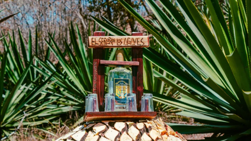 Catas, ruta del agave y música: así será el Festival del Agave en Manzanillo