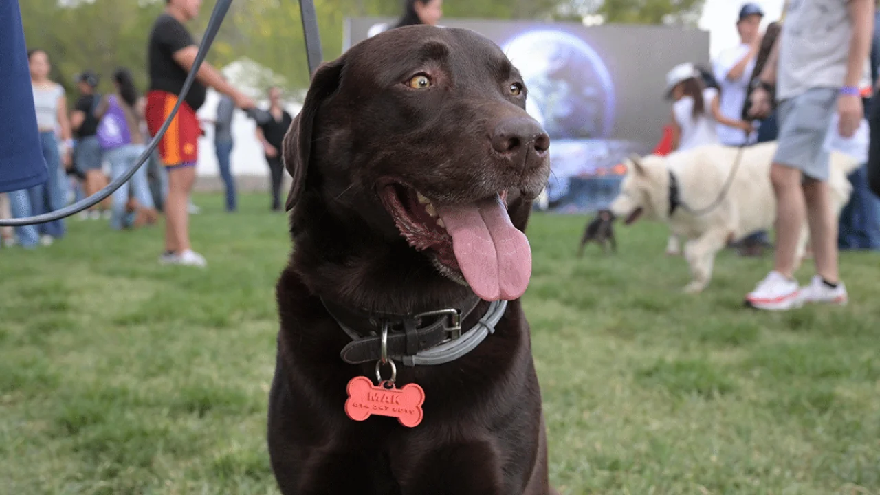 Foto: PetFest