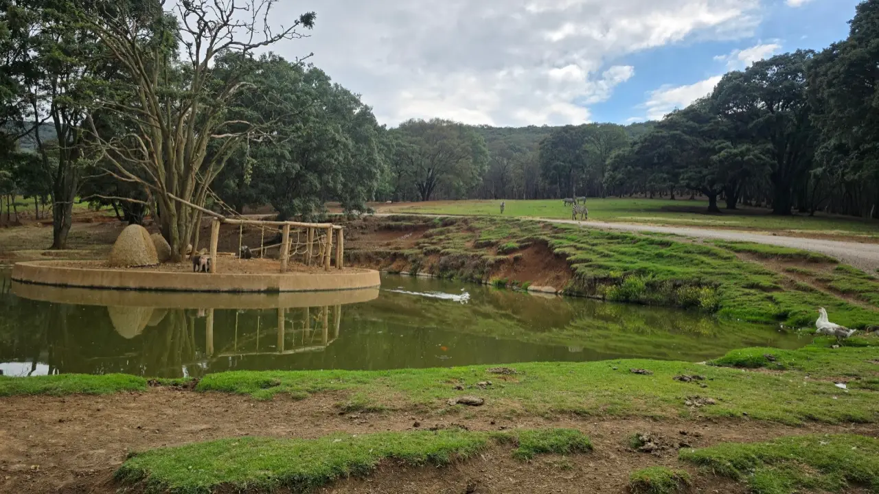 Bioparque México ofrece noches de campamento y safari nocturno