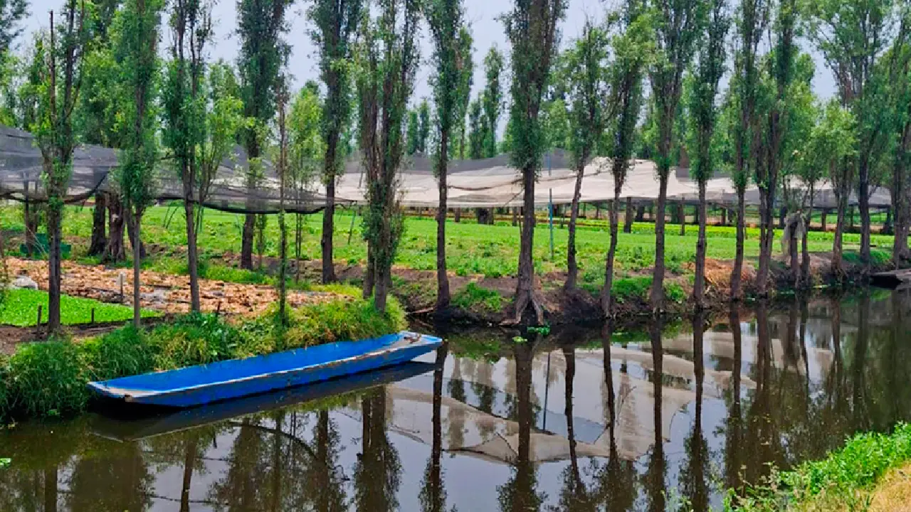 Las chinampas de Xochimilco, vivas tras casi 900 años