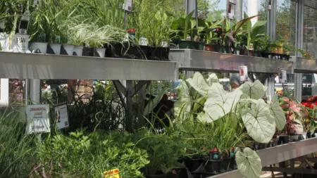 Plant Fest 2026