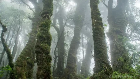 Bosque El Triunfo: maravilla natural de Chiapas con lluvia horizontal